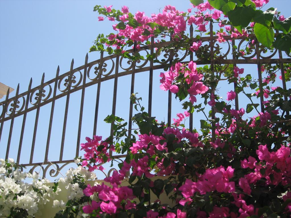 Villa Shahrazad Hurghada Exterior photo